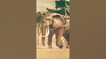 سورة الفيل بتلاوه رائعه جدآ