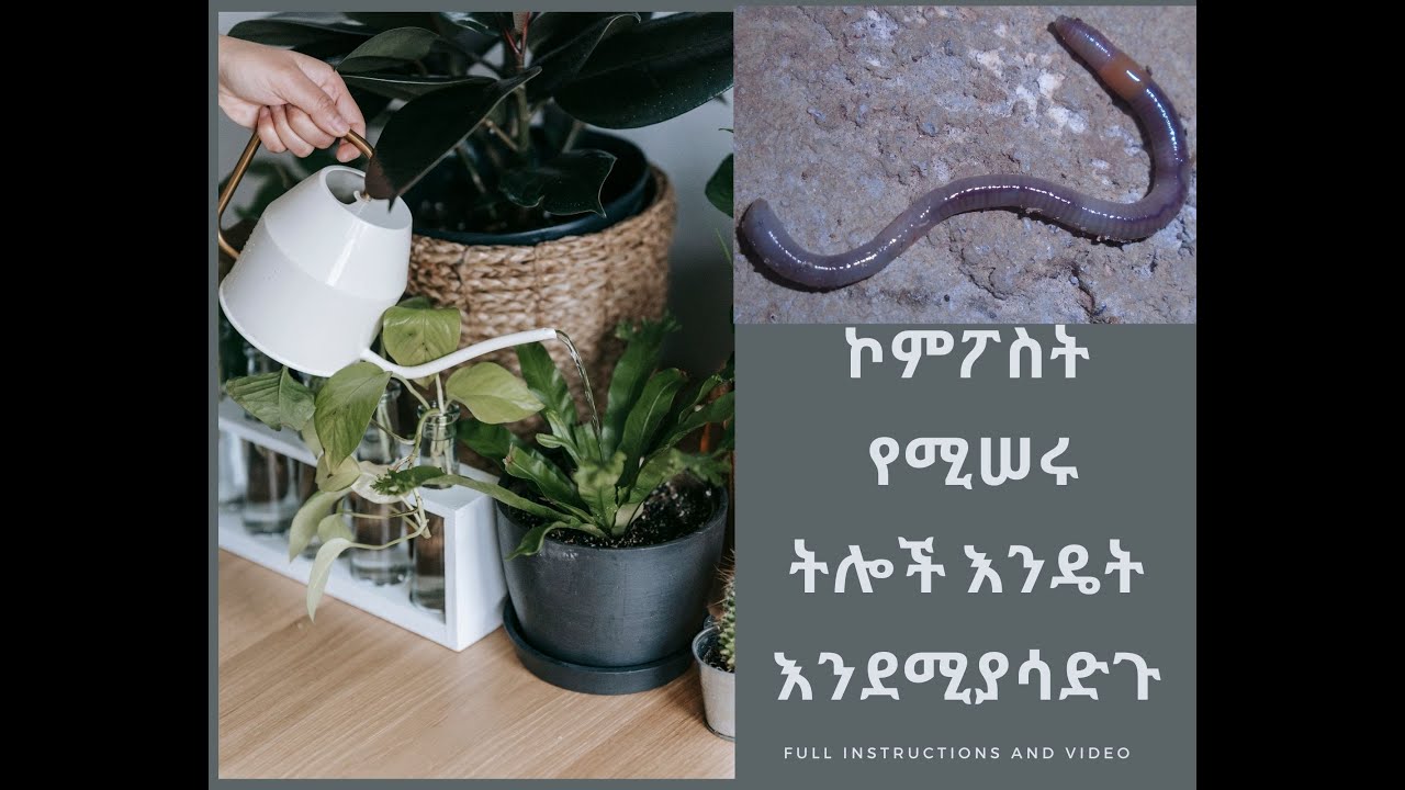 ኮምፖስት የሚሠሩ ትሎች እንዴት እንደሚያሳድጉ/ How to raise composting worms |#Familyagriculture#FACE#የቤተሰብ#ግብርና #16