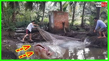 Bắt Cá Tra Lâu Năm Lên Làm Món Này AI ĂN CŨNG GHIỀN - Một Góc Miền Tây vlogs