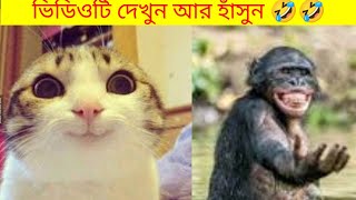 Funny animal videos that will keep you laughing 🤣🤣//animal funny moments#funnyvideo #animalfunny#cat