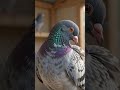Ring bird pigeon #birds #pigeon #kabootar