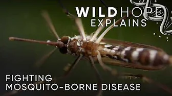 Birds, Bacteria, and Mosquito-Borne Disease | Wild Hope Explains