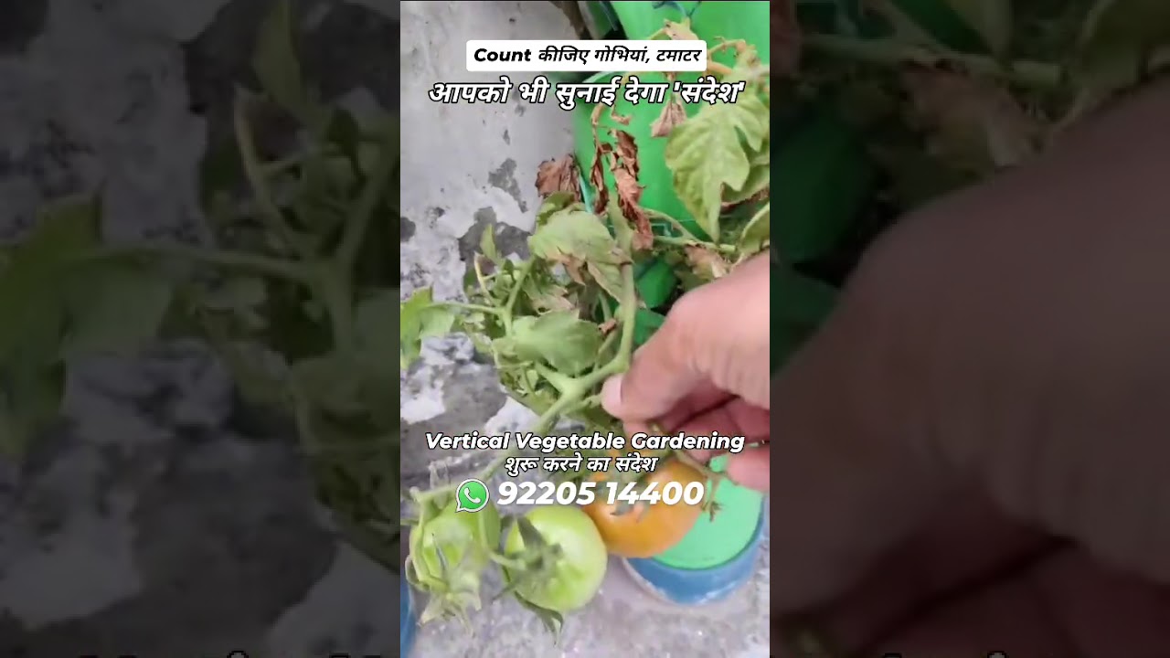 Count the cauliflower in Vegetable Towers