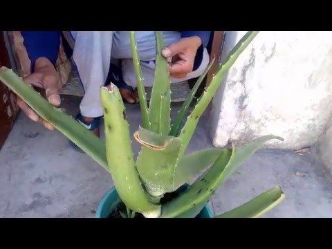 How To Grow Fresh Air Kamal Meattle Youtube