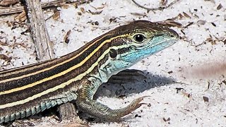 Seacrest Natural Scrub Area, Boynton Beach, Florida - Wildlife Photos with Music, March 17, 2024