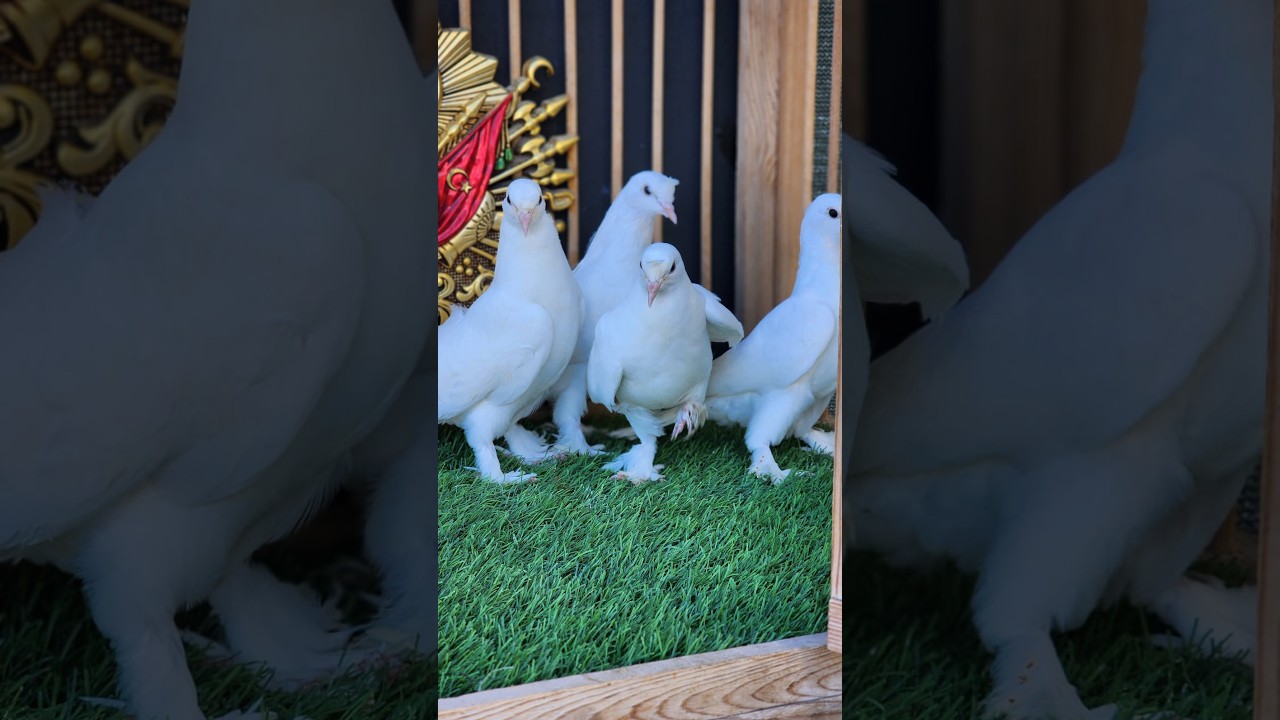 🔴 ŞAMPİYONLAR LİGİ EFSANE MEZAT 🏆MEHMET KARA🔴#CANLI #MEZAT 👑🕊️