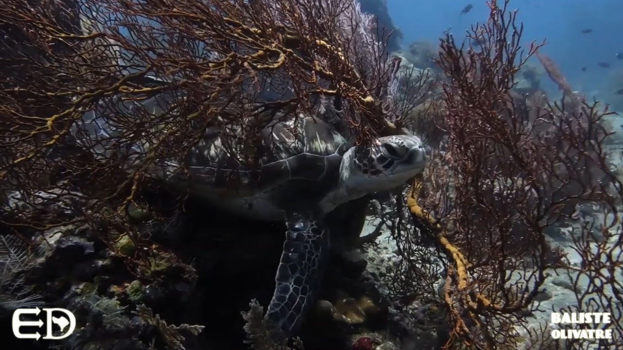 One dive with sea turtles [Lipah Bay, Amed, Bali] - YouTube