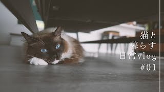 猫と屋上庭園で水遊び【猫と暮らす】
