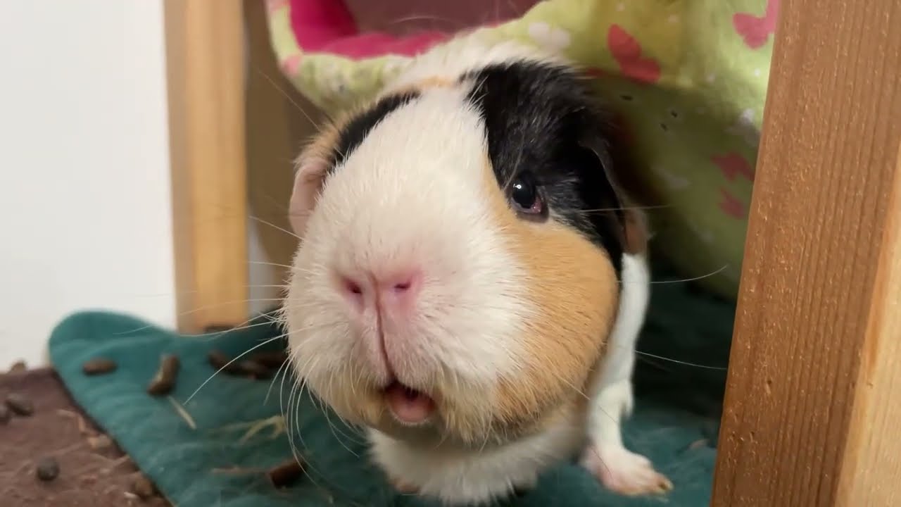 Das solltet ihr nicht verpassen denn es ist das letzte Video!