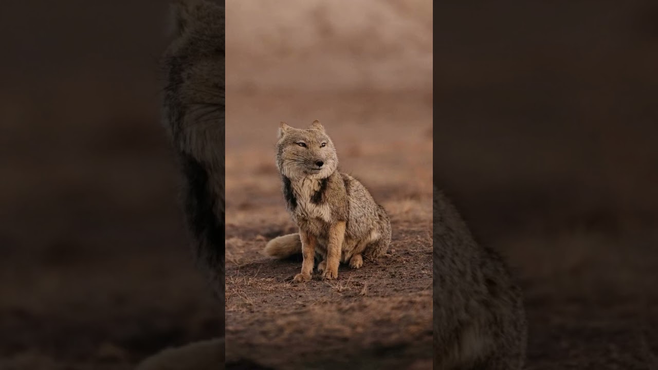 This is a Tibetan fox - it has the funniest square face and the most unbothered stare. 