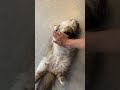 甘えモードの猫に近づくと… #cat