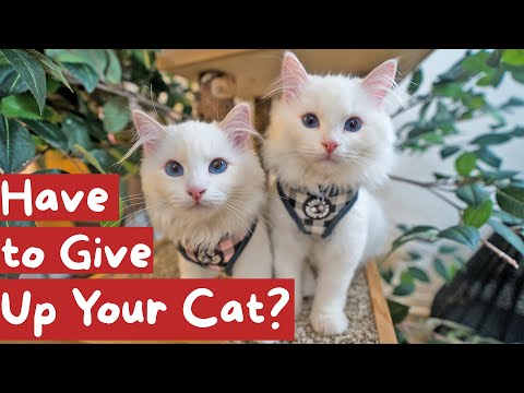Wideo: Poradnik dla kota Mange