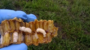 Varroa Mites on Honey Bee Drone Larvae