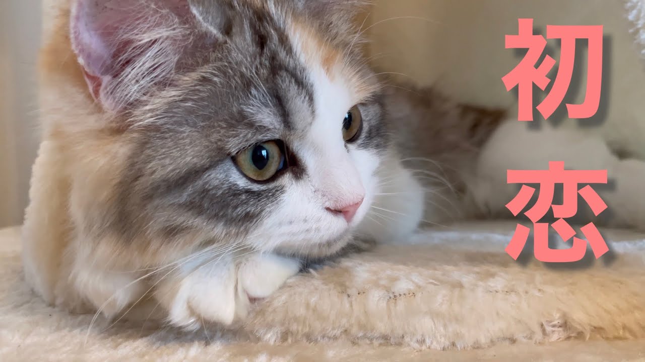【もちまる】禁断!! YouTube界のスーパースターに恋した猫がこちらです...笑 - YouTube