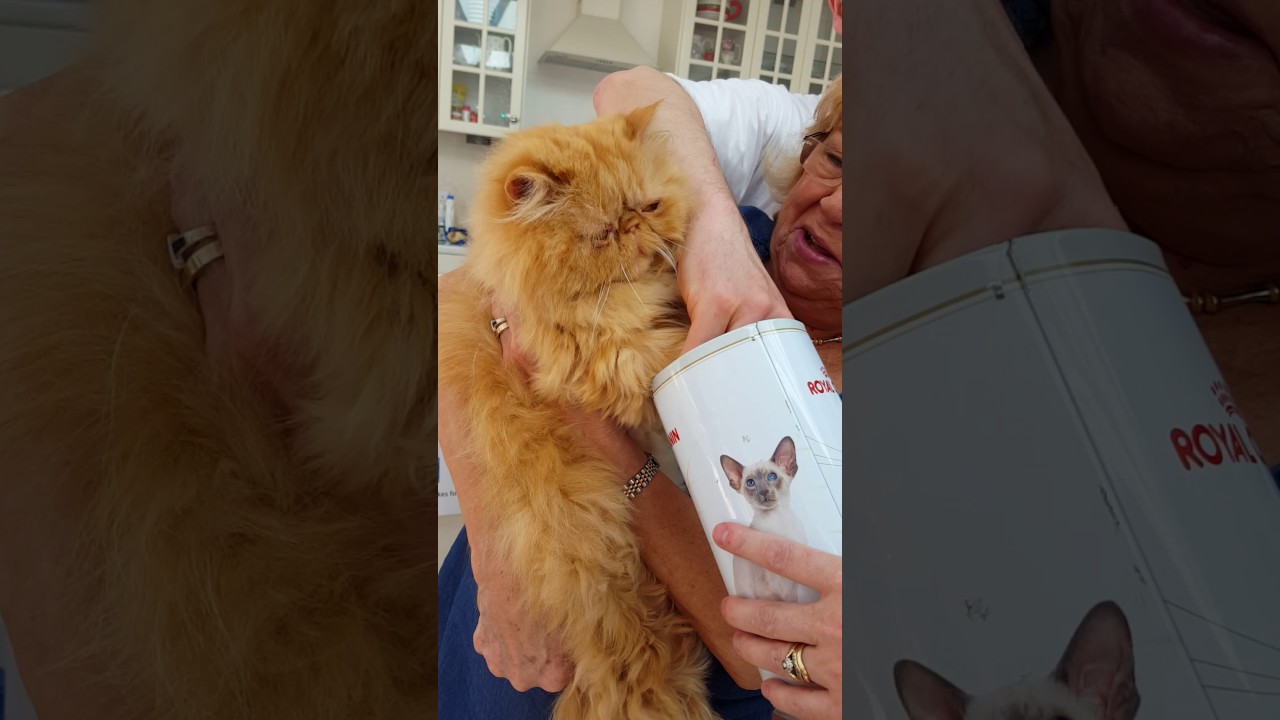 strawberry persian rescue