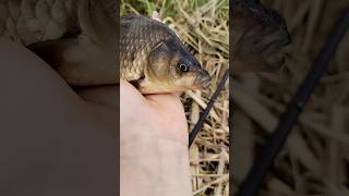 ЛУЧШАЯ НАЖИВКА НА КРУПНОГО КАРАСЯ В ИЮНЕ #fishing #рыбалка #карасьнапоплавок