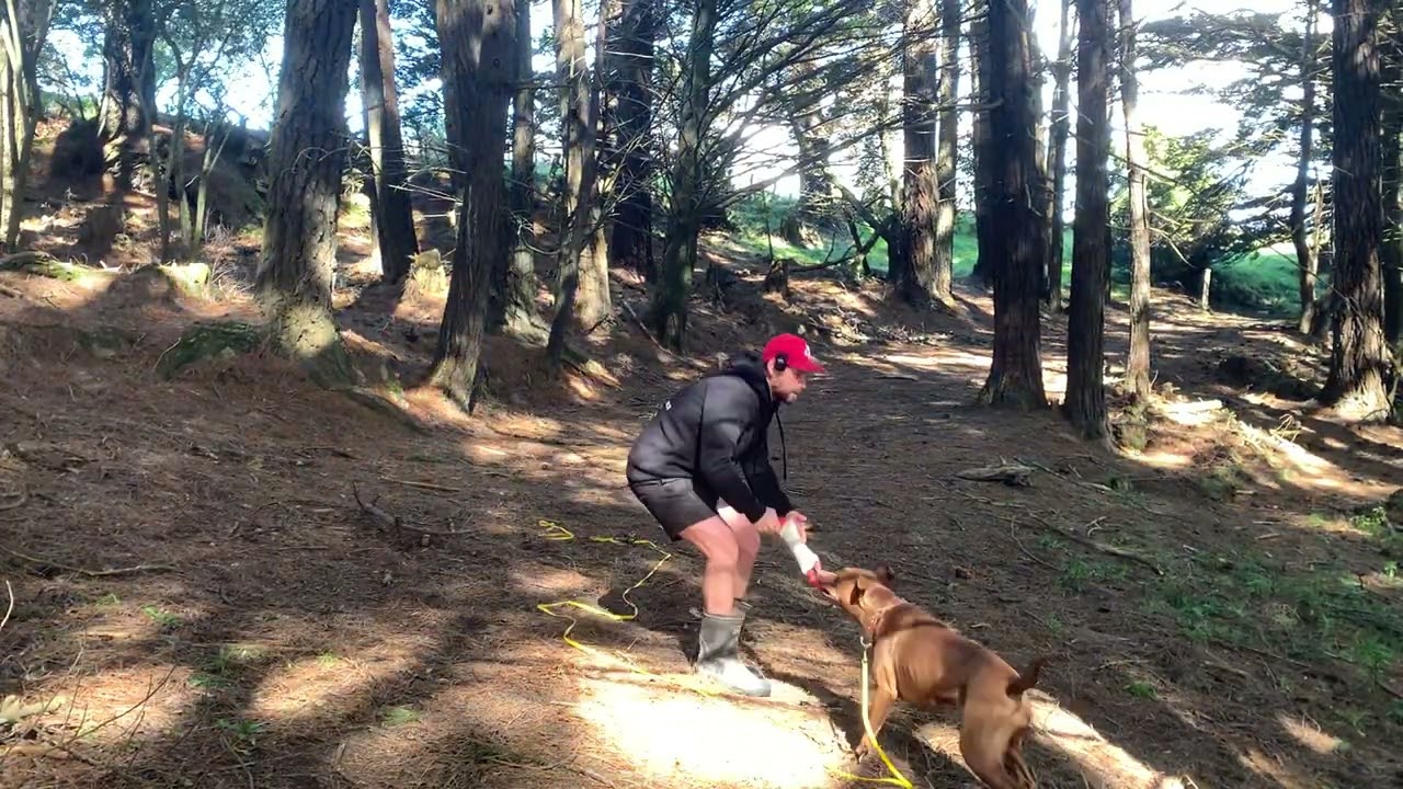 How to teach a dog to be more interested in play