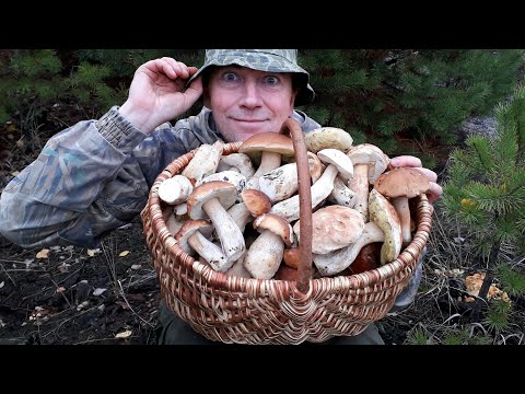 БЕЛЫЙ ГРИБ - почему его НЕЛЬЗЯ СРЕЗАТЬ!