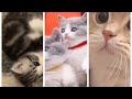 CUTE FUNNY CATS COMPILATION