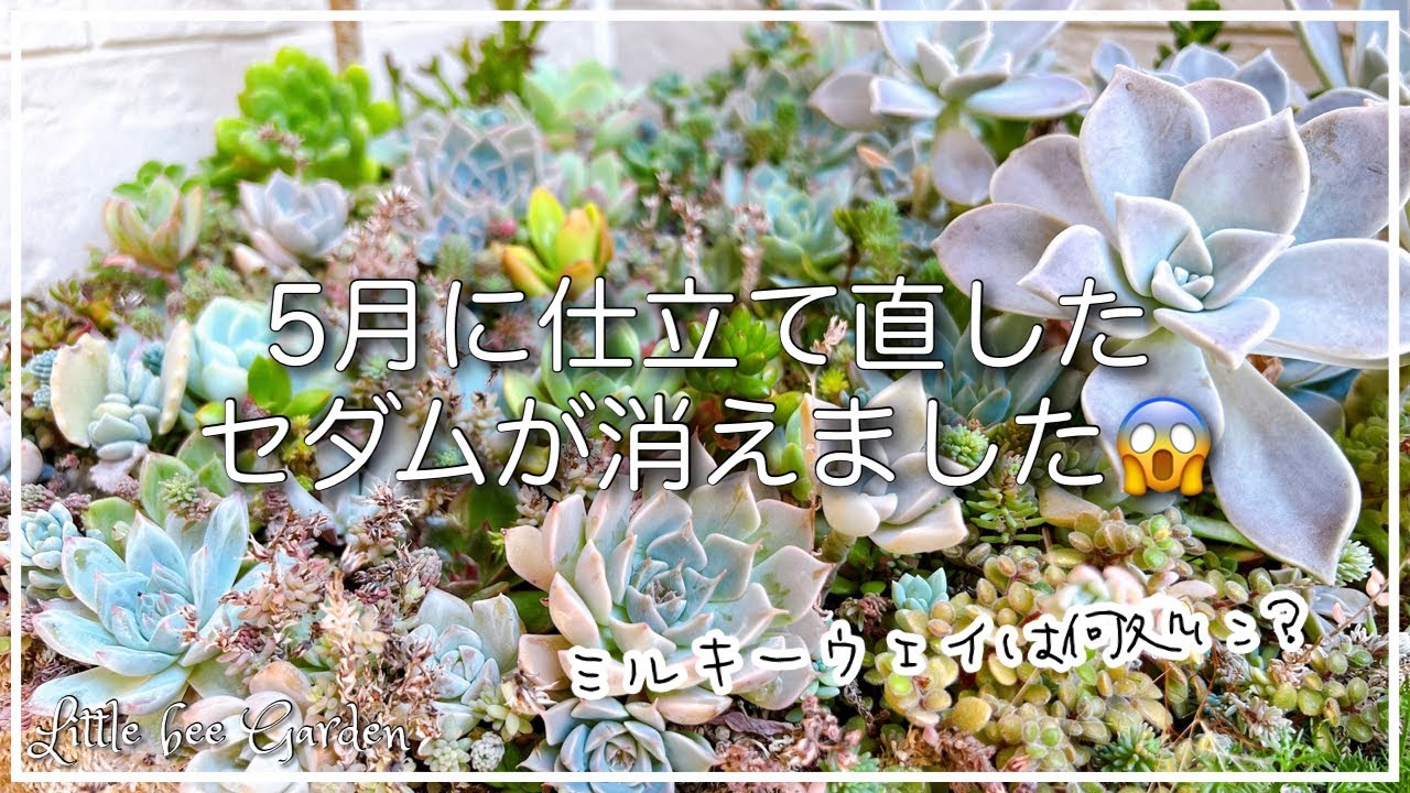 242】ミルキーウェイがきれいさっぱり消えちゃったw【#ガーデニング
