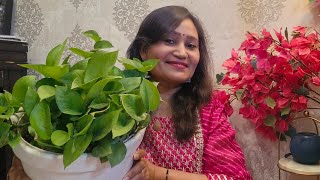 Practical & Easy Tips To Grow Money plant in Soil and Water|| LIVE DEMO