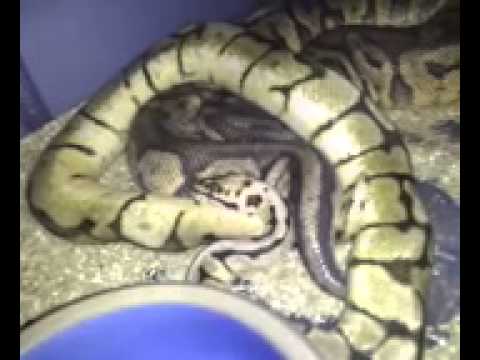 geckos food What i was waiting for this lock up