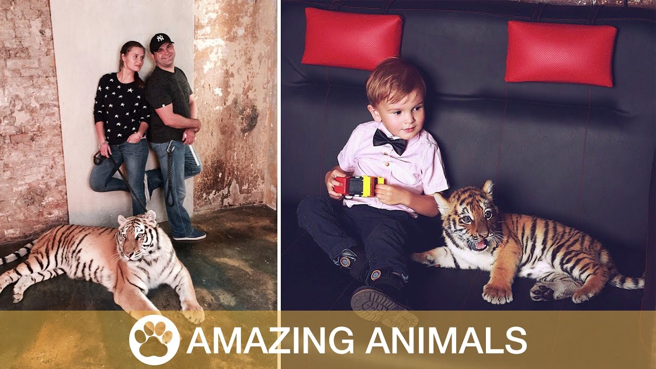 Family Keep Tigers As Pets YouTube
