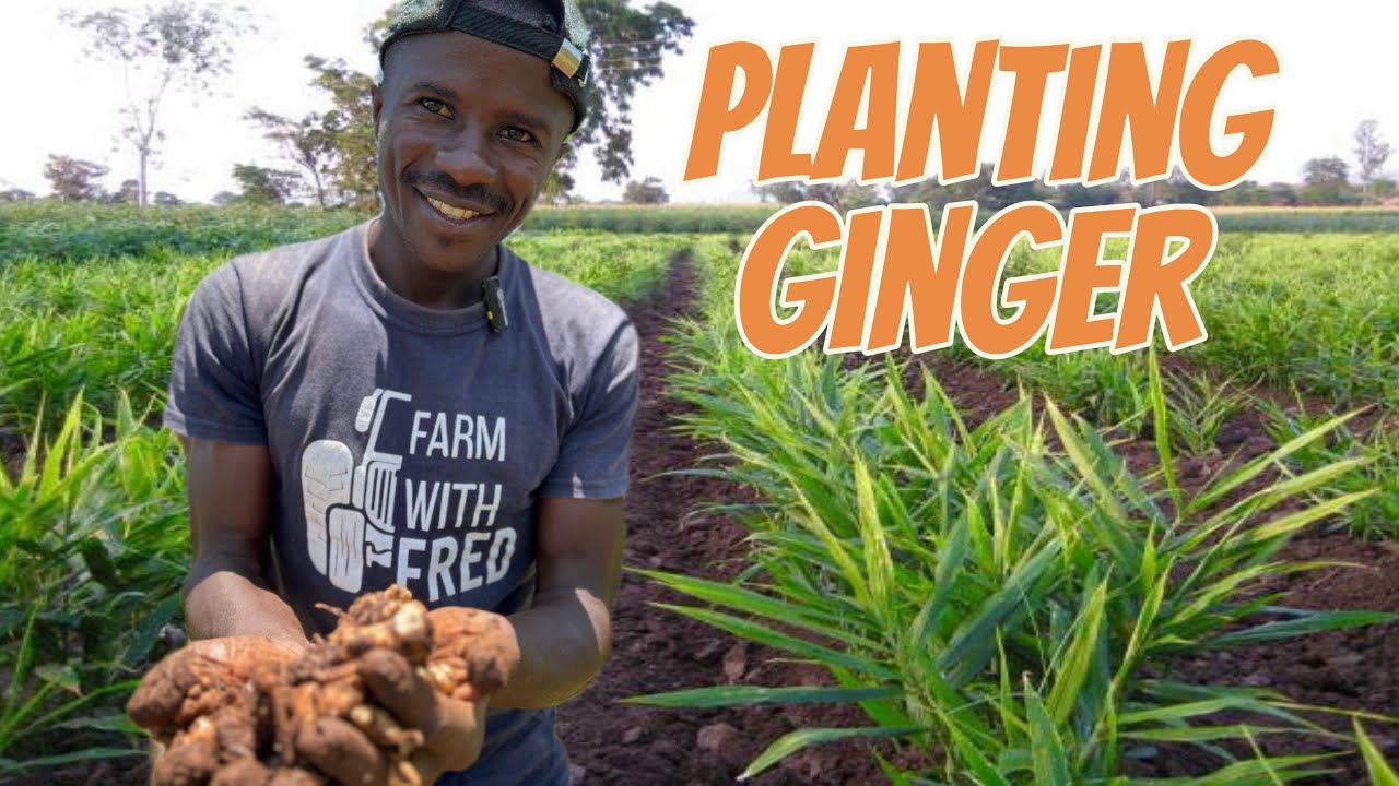 How To Plant Ginger YouTube How to plant ginger youtube