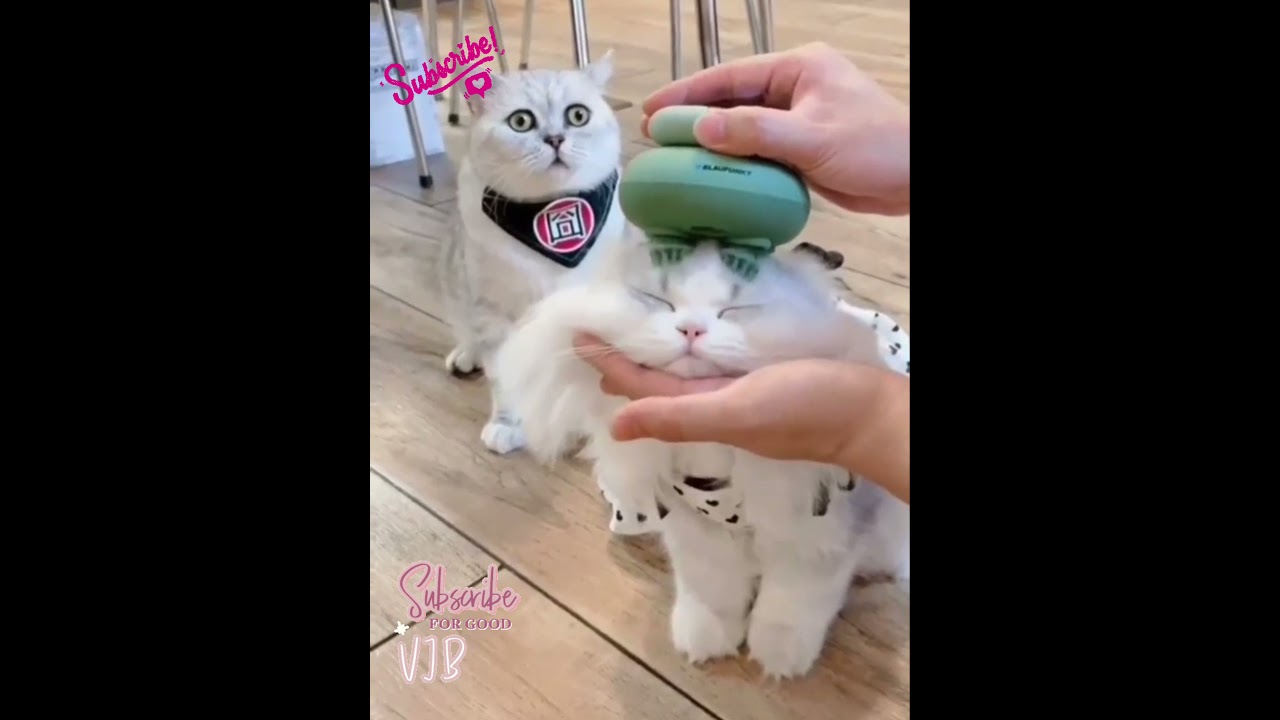 Cat Massage YouTube