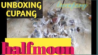 Unboxing ikan cupang halfmoon di shopee murah banget