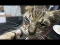 RESCUE SKINNY AND SICK KITTEN FOUND IN A PLASTIC BAG