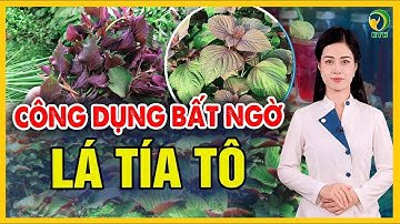 Chuyện gì xảy ra nếu uống nước tía tô mỗi ngày? - KHỎE TỰ NHIÊN