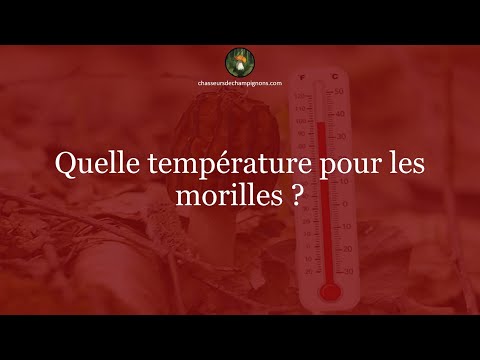 Vidéo: À quelle température poussent les morilles ?