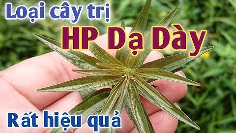 Bài thuốc trị bệnh dạ dày rất hiệu quả. PHAN HẢI channel