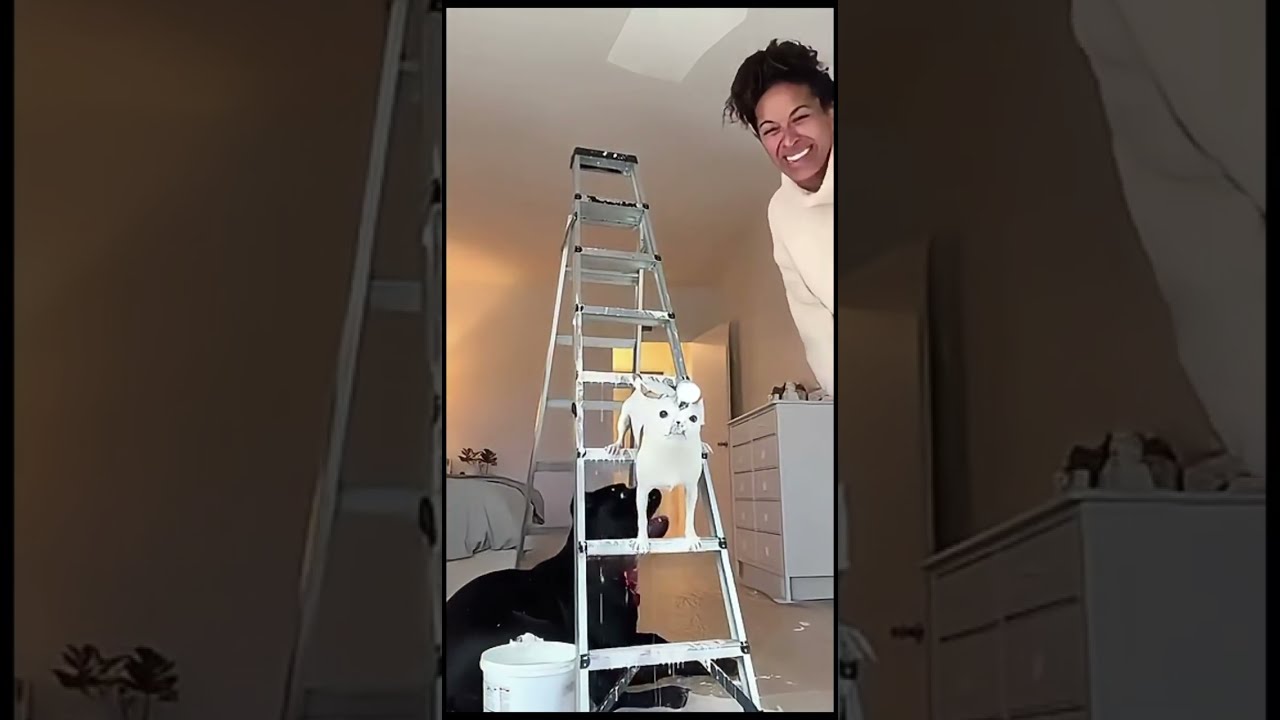 Chihuahua vs. Rottweiler