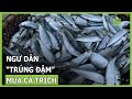 Ngư dân &quot;trúng đậm&quot; mùa cá trích, ngày kiếm mấy triệu | VTC16