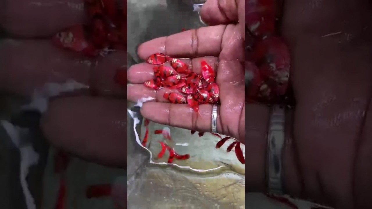 Color fish😍Tiger barb |zebrafish | tetrafish | Color fish sale | fish short 