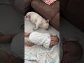愛犬に赤ちゃんが近寄ったらこうなりました… #shorts #赤ちゃん #フレンチブルドッグ #愛犬