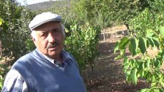 Tokat Zile Bağları - Zile Pekmezi - Üzüm Bağı Bakımı - Bağlarda Sürgün Ve Gelişim Sorunları