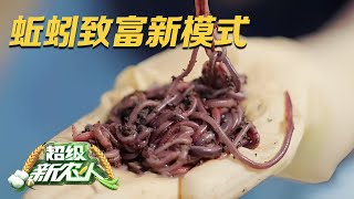 他用牛粪作饲料养出来的蚯蚓特别好揭秘蚯蚓致富新模式既可以成为高质量有机肥又可以变成高品质鱼饵料|「超级农人秀」20231120