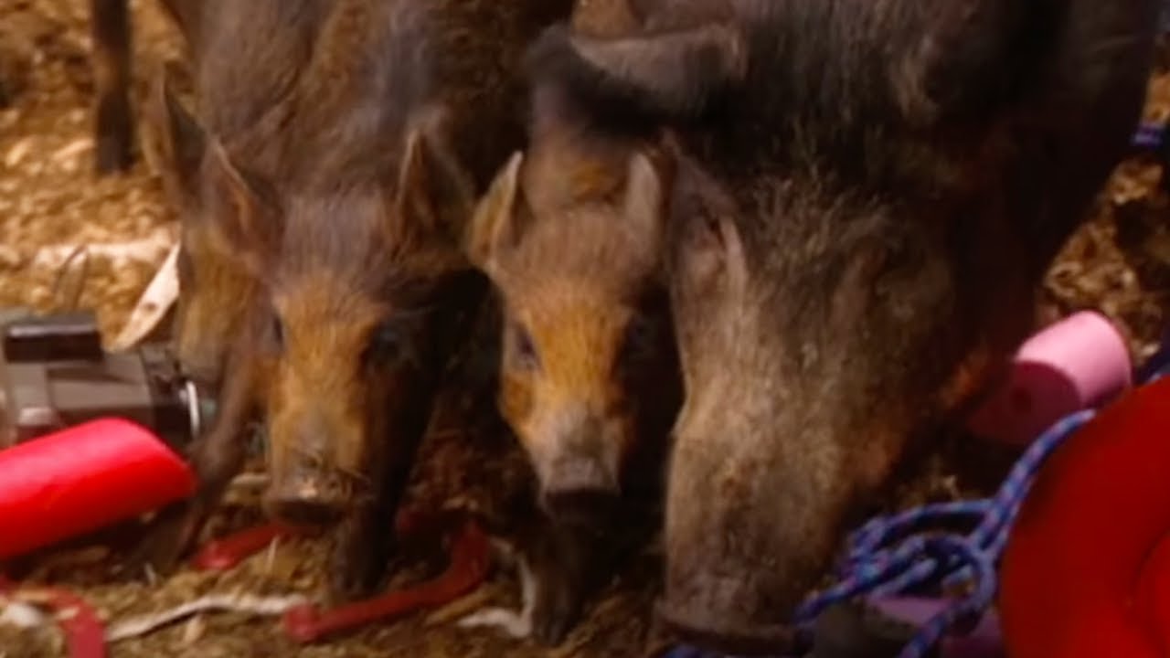 Zoboomafoo - Wild Boars and Piglets | WildBrain Zoo | Animal Lovers Kids Show