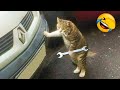 Funny cats and dogs video #21 🤣