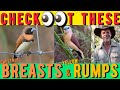 Chestnut-Breasted &amp; Yellow-Rump Finches: Expert Keeping &amp; Breeding Tips from Mick.
