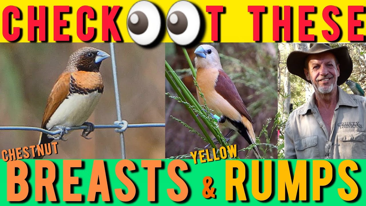 Chestnut-Breasted & Yellow-Rump Finches: Expert Keeping & Breeding Tips from Mick.