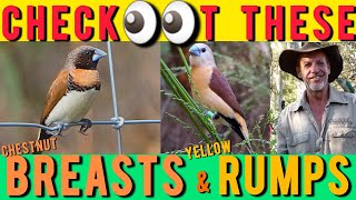 Chestnut-Breasted &amp; Yellow-Rump Finches: Expert Keeping &amp; Breeding Tips from Mick.