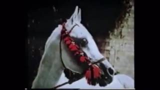 الفحل هدبان انزاحي الحصان العربي Hadban Enzahi