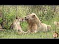 Exclusive: A Day With Casper The White Lion And Satara Lion Pride At A Zebra Kill