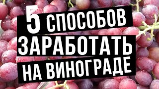 Выращивание винограда 5 Способов как заработать на винограде