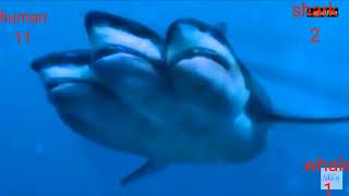 5 Headed Shark Attack 2017 Kill Body
