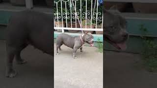 American Bully Thailand